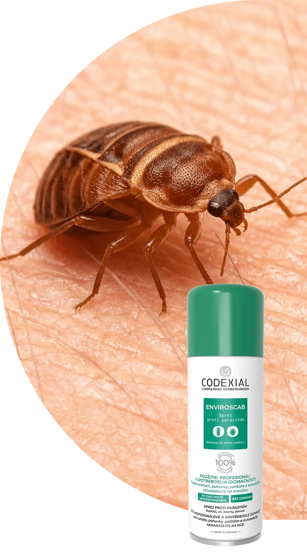 Ploštice